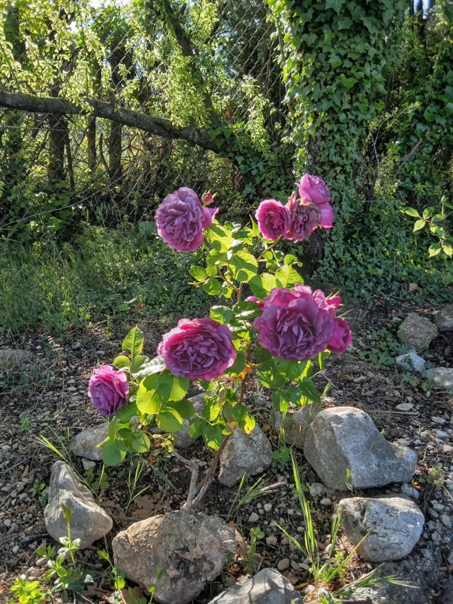 Les Gites Du Mont Ventoux Bédoin Esterno foto